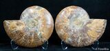 Inch Split Ammonite Pair #2628-2
